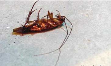 食品飲料加工業——蟲害風險管理PMP